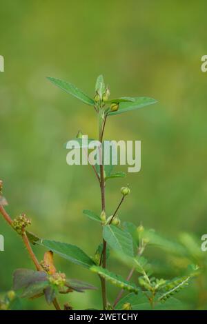 Sida rhombifolia (Indian hemp) in the nature background. Also use as herbal medicine. Stock Photo