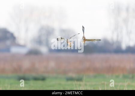 Short-eared owl Asio flammeus, 2 adults fighting in flight, Norfolk, England, December Stock Photo