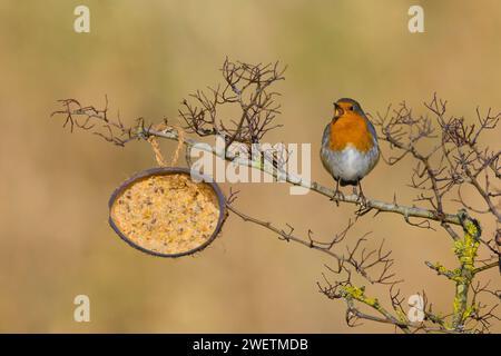 European robin Erithacus rubecula, adult perched near coconut feeder, singing, Suffolk, England, January Stock Photo