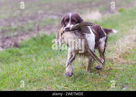 Cocker spaniel running across field with Common pheasant Phasianus colchicus, adult female in mouth during game shoot, Suffolk, England, January Stock Photo