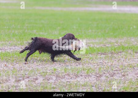 Cocker spaniel running across field with Common pheasant Phasianus colchicus, adult male in mouth during game shoot, Suffolk, England, January Stock Photo