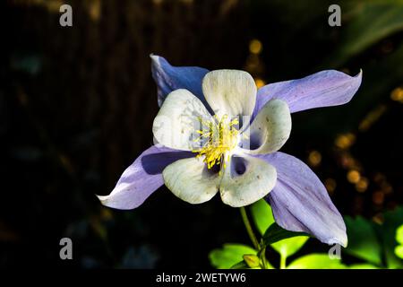 The intricate blueish purple and white flower of a Colorado columbine, Aquilegia Coerulea, Stock Photo
