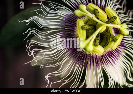 The Intricate White and Purple Flower of a Passion Plant. Stock Photo