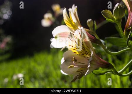 Side view of Cream and Yellow colored Inca lilies, growing in the sunlight in a suburban garden Stock Photo
