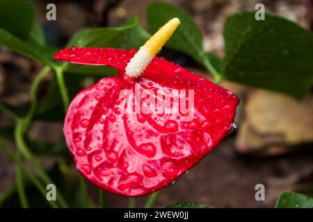 Wet  Anthurium, Anthurium Andraeanum, red flower Stock Photo