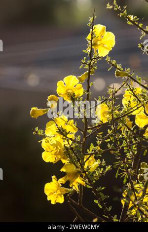 A Karoo gold, Rhigozum obovatum in full bloom, covered in showy yellow blooms, backlit by the late afternoon sun. Stock Photo
