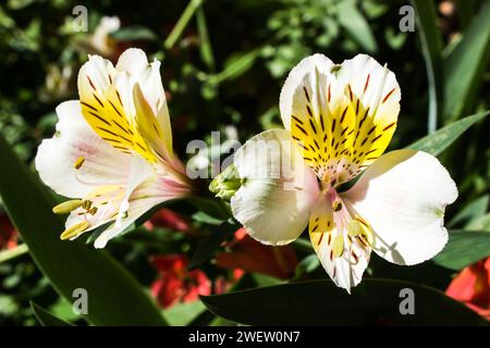 Close view of an Inca lily Blossom Stock Photo