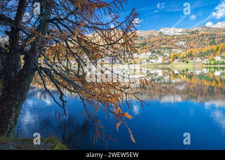 Beautiful view of a golden larch tree along the shore of Lake Saint Moritz in Engadine, Switzerland on a sunny day in autumn. Stock Photo