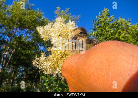 Duckling (Aythya fuligula) on a human hand against a background of flowers of ipecac (Filipendula) Stock Photo