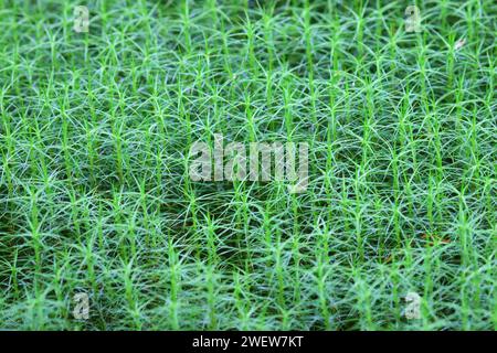 common hair-cup moss (Polytrichum commune) in late summer. Uniform growth in boreal forest Stock Photo