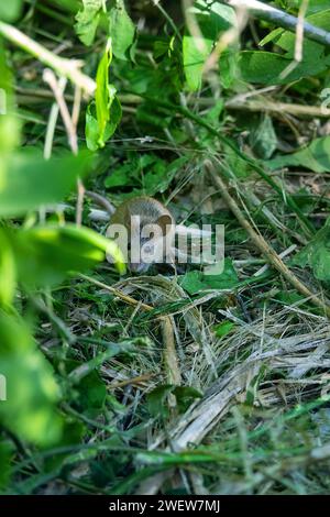 Possibly wild house mouse (Mus musculus) in the suburbs of Abu Dhabi ...