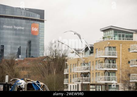 London, United Kingdom. Seagulls flying in front of GSK headquarters in Brentford, West London. Cristina Massei/Alamy Stock Photo