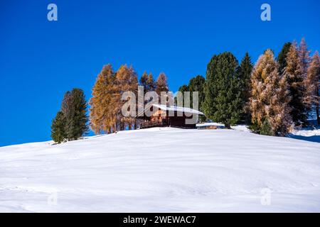 Hilly agricultural countryside with snow-covered pastures, a wooden hut, pine and yellow larch trees at Seiser Alm in winter. Stock Photo