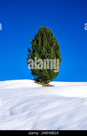 A solitary pine tree grows on the snow-covered mountain pastures of Seiser Alm in winter. Stock Photo
