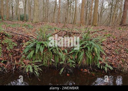 Natural closeup on the European evergreen, Hard fern, Blechnum spicant in a forest ditchside Stock Photo