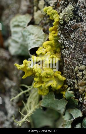 Natural vertical closeup on a yellow lichen, Vulpicida pinastri Stock Photo