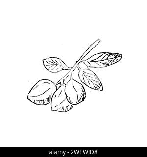 Hand drawn Sketch Macadamia Nuts on branch with leaves outline. Vector illustration isolated. Suitable, for wrapping, poster, banner and greeting card.  Stock Vector