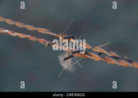 rusty barbed wire with a piece of cotton wool taken close up Stock Photo