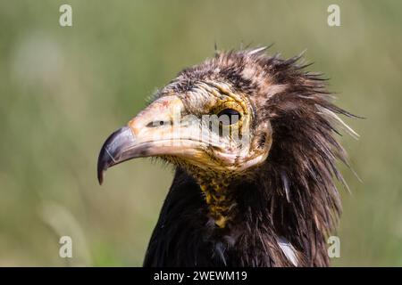 juvenil white scavenger vulture, Neophron percnopterus, Catalonia, Spain Stock Photo