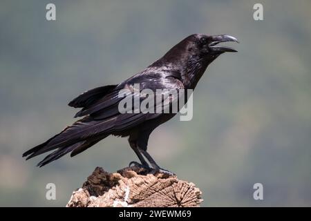 common raven, Corvus corax, perched on a tree trunk, Catalonia, Spain Stock Photo