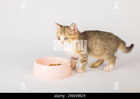 An isolated beautiful tabby cat is sitting next to a food bowl on the floor enjoying its meal. The Stock Photo