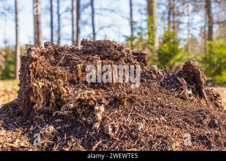 Ant colony on a tree stump on a sunny spring day Stock Photo