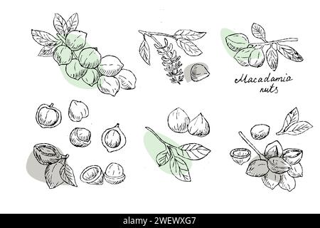 Big set of Macadamia nuts on branch outline with simple shapes. Vector illustration isolated, suitable for cosmetic or food background.  Stock Vector