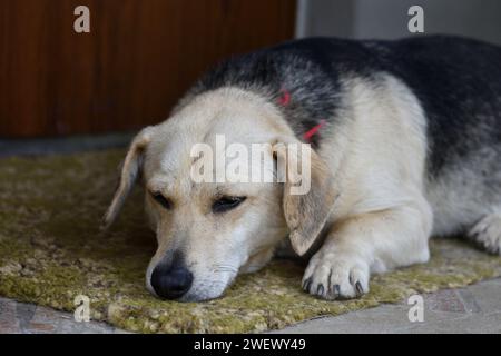 The dog, like a man's faithful friend, waits faithfully at the door Stock Photo
