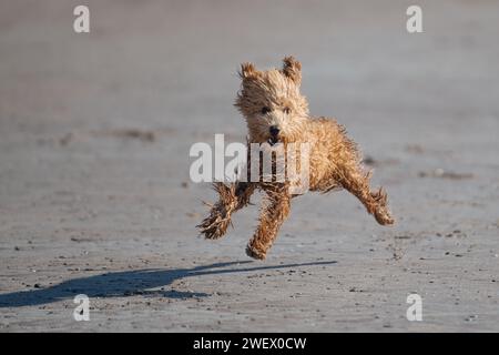 miniature poodle on the beach in ireland Stock Photo