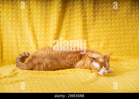Young Red Ginger Devon Rex Cat Sleeping On Plaid. Short-haired Cat Of English Breed On Yellow Plaid Background. Shorthair Pet Stock Photo