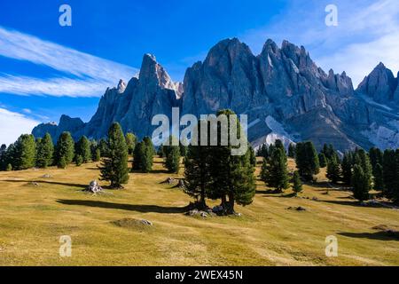 Pine trees on the pastures at Malga Geisler, Geisler Alm, in autumn, north faces and summits of Odle group in the distance. Bolzano Trentino-Alto Adig Stock Photo