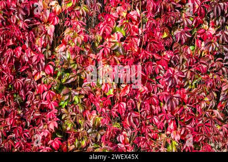 Colourful leaves of the wild vine and common ivy Hedera helix growing on a stone wall in autumn. Lajen Trentino-Alto Adige Italy FB 2023 2890 Stock Photo