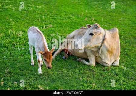 Mother cow with newborn calf on green grass of meadow, Mother cow licks calf, a newborn cow, Domestic animals (Mother's Love) Stock Photo