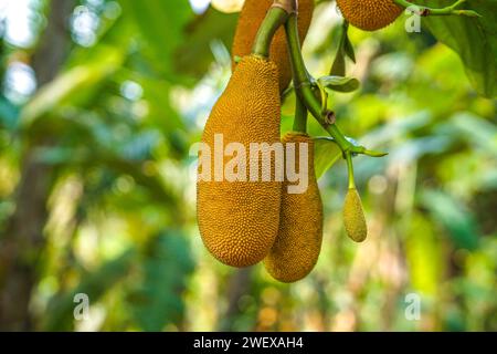 Bunch of yellow jackfruit hanging on it's tree Stock Photo