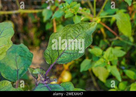 Close-up view of eggplant leaves, Aubergine leaf, Brinjal tree growing up in the farm Stock Photo