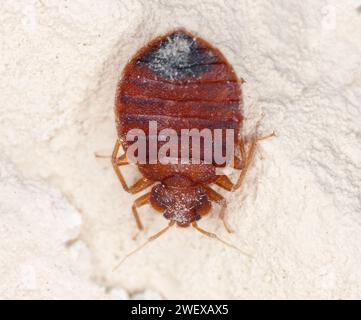 Bedbug also known as Common bedbug or Wall-louse (Cimex lectularius) on the wall in the apartment. Stock Photo