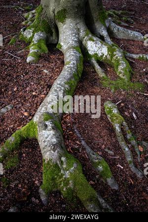A network of tree roots covered in green lichen on the forest floor in Worcestershire, England. Stock Photo