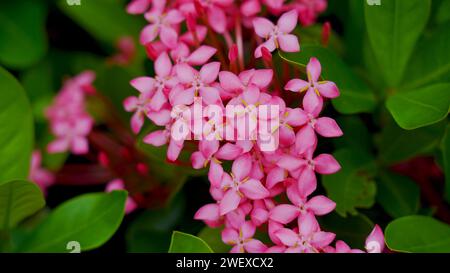 Ixora coccinea (thechi flower). Chethi flower is also known as jungle flame, jungle geranium, pendkuli or flame of the woods. a medicinal plant, used Stock Photo