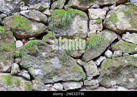 stone wall and green ivy pattern, stone background. Stock Photo