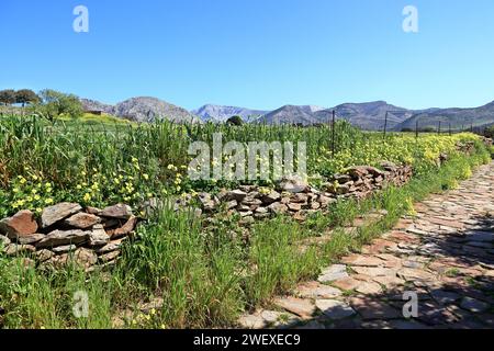 Stone path among spring fields in the countryside of Naxos island, in Cyclades islands complex, in Greece, Europe. Stock Photo