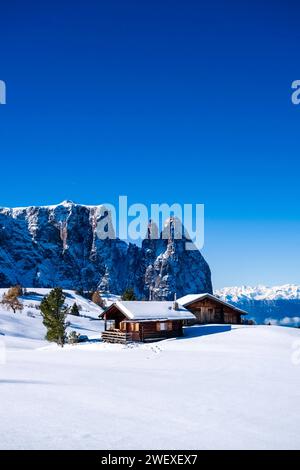 Hilly agricultural countryside with trees, wooden huts and snow-covered pastures at Seiser Alm, in winter, summits of Monte Petz and Sciliar in the di Stock Photo