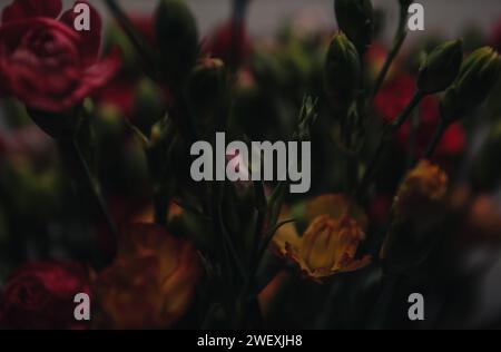 colorful carnation flower bouquet abstract macro blurred vintage Stock Photo
