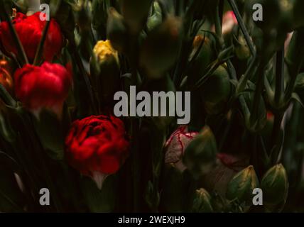 colorful carnation flower bouquet abstract macro blurred vintage Stock Photo