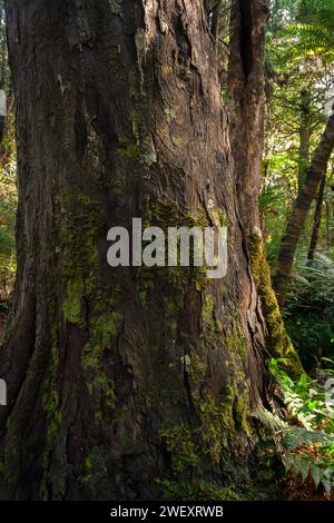 Trees on the Catlins river track on the South island of New Zealand Stock Photo