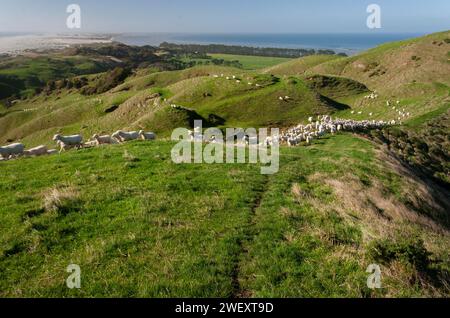 Flock of sheep in Puponga farm reserve with Farewell Spit in the background on the South island of New Zealand Stock Photo