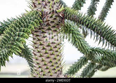 Araucaria araucana or 'Money Puzzle' tree with jutting branches and stiff, dark green 'spines' (its leaves). Even the trunk shows spines. Stock Photo