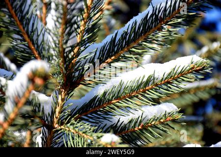 This Snow Covered Christmas Tree stands out brightly against the dark blue tones of this snow covered scene. Stock Photo