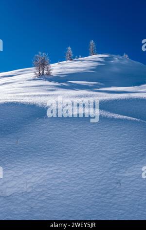 Structures of drifted snow on a hill with some lone yellow larch trees in Val Venegia above Passo Rolle pass in winter. Stock Photo
