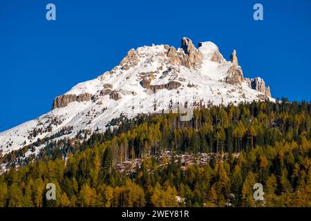 Forest with pine and yellow larch trees, the snow-covered summit of Roda del Diavolo of the mountain group Catinaccio in the distance after snowfall. Stock Photo