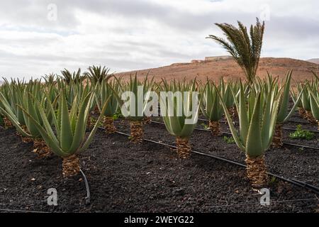 Aloe vera plants in a farm with a hill in the background, under a cloudy sky. Stock Photo